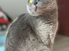 -瑞鹏宠物医院犬猫全科(真大分院)