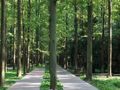-东平国家森林公园