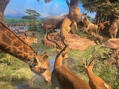 -国家自然博物馆