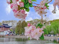 -莫愁湖公园