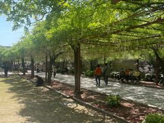 -嘉定紫藤园