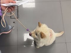 -瑞派宠物医院·24h·骨外科·皮肤科·全科宠物医疗转诊中心(沈阳浑南院)