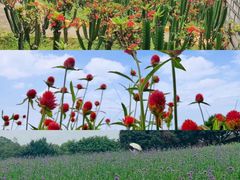 -松山湖梦幻百花洲