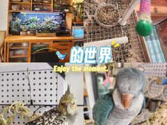 -吉丁鸟咖·异宠·寄养