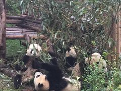 -成都大熊猫繁育研究基地