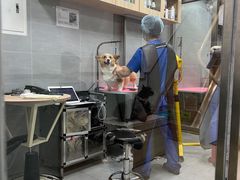 -宠福鑫康馨动物医院·骨科·眼科