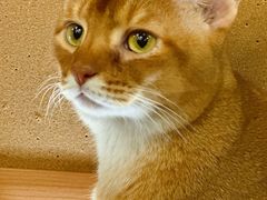 -MOCHA明星猫咖(田子坊店)