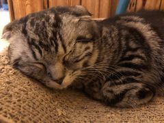 -名猫咖啡馆·撸猫·拼豆