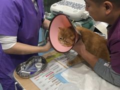 -伟伟宠物医院·CT影像中心·瑞派犬猫综合性门诊(汉口总院)