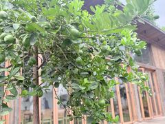 -柠檬花院烤肉·会议团建·聚会·求婚(三圣乡店)