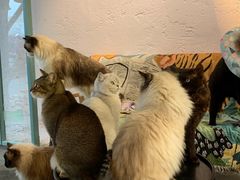 -喵屿·大理花园猫咖