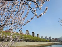 -桃花堤公园