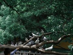 -西园戒幢律寺