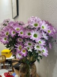 -薇薇安花系SPA
