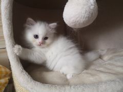 -纳吉亚猫专科动物诊疗中心(蒋宅口分院)