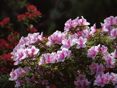 -上海滨江森林公园