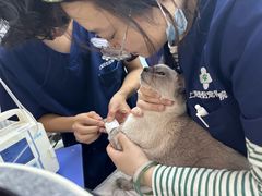 -爱侣宠医·鹦鹉专科·小型哺乳类·异宠专科(灵石路店)