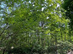 -桤木河湿地公园