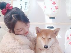 -柴迷FANS CLUB·柴犬狗咖·猫咖