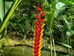 -中国科学院西双版纳热带植物园