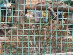 -北京动物园-畅观楼