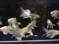 -中环花鸟鱼虫市场