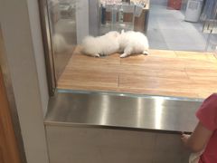 -狗道宠物(常熟印象城店)