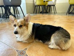 -Let's go狗咖·猫咖·奶狗·桌游(春熙路IFS店)
