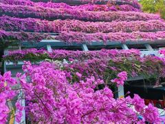 -深圳仙湖植物园-停车场