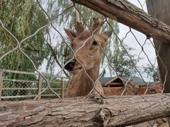 -静之湖湖畔餐厅
