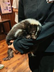 点击看大图 -Zoolung Zoolung动物主题公园(海信广场店)