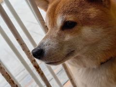 -是阿柴呀！柴犬咖啡·爱喵喵猫咖