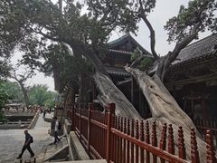 -晋祠公园