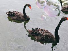 -五缘湾湿地公园