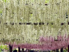 -嘉定紫藤园