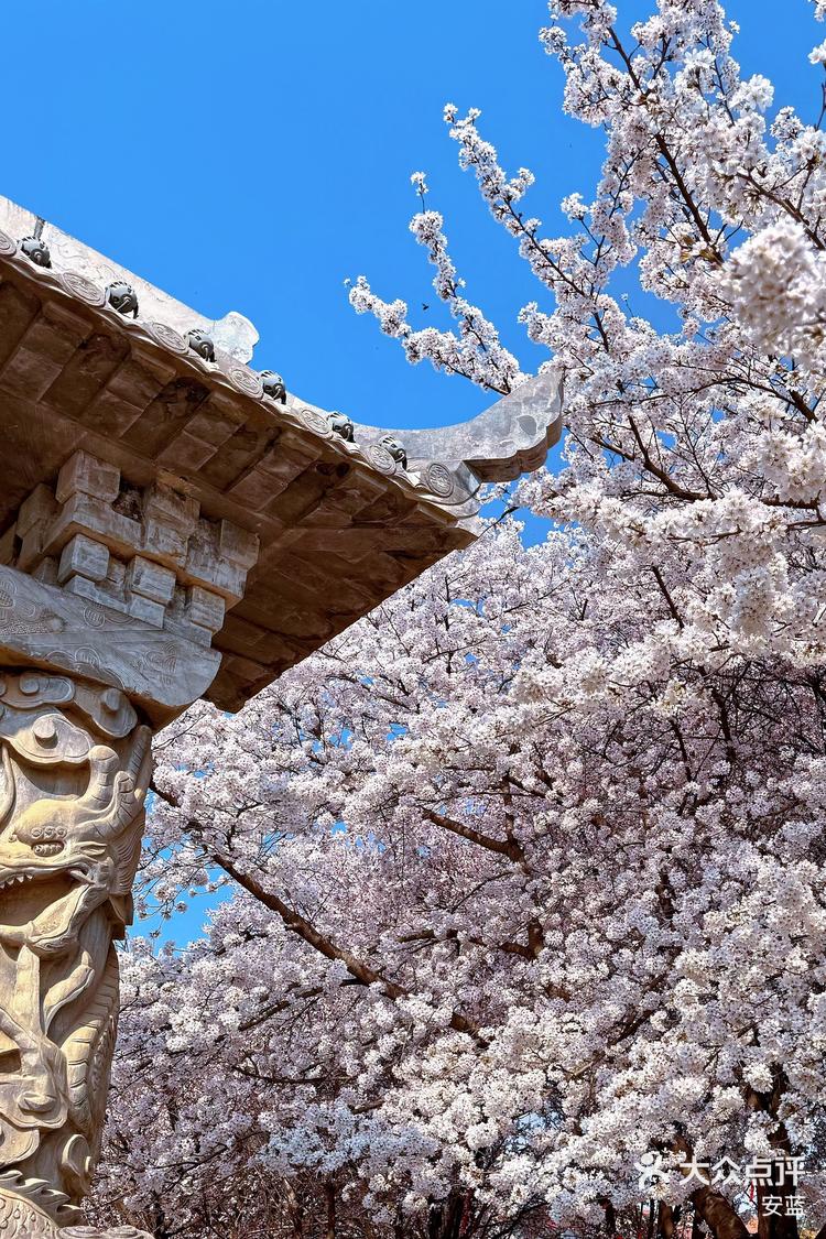 香积寺樱花图片