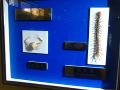 -上海昆虫博物馆