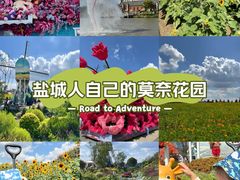 -荷兰花海