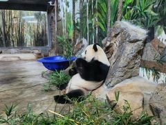 -海南热带野生动植物园