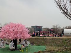 -古柏渡丰乐樱花园