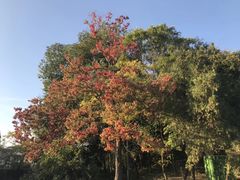 -贵阳市花溪国家城市湿地公园