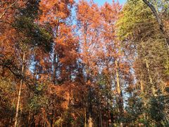 -上海海湾国家森林公园