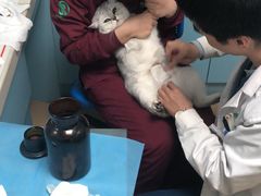 -瑞派·关忠动物医院·猫专科·犬专科(三环新城店)