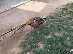 -西霞口神雕山野生动物世界