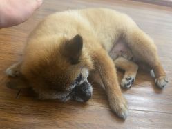 -柴小姐美睫美甲