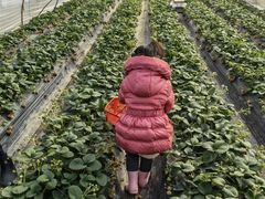 -喜杨洋草莓采摘园