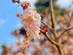 -梅花山(明孝陵内)