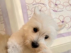 -翊宠yipet猫狗购宠庄园犬舍•猫舍