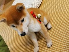 -柴迷FANS CLUB·柴犬狗咖·猫咖