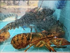 -燃燃小黄鱼(隆昌店)